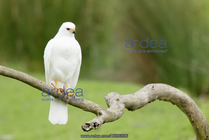 : 80201136 Grey Goshawk white morph - female Bruny : 80201136 Grey Goshawk white morph - female Bruny