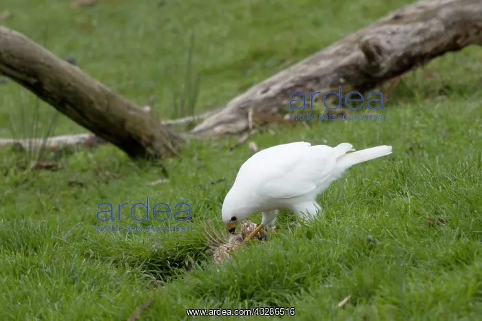 : 80201137 Grey Goshawk white morph - male feeding : 80201137 Grey Goshawk white morph - male feeding