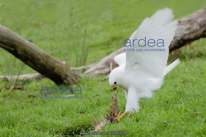 : 80201138 Grey Goshawk white morph - male feeding : 80201138 Grey Goshawk white morph - male feeding