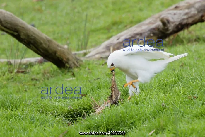 : 80201139 Grey Goshawk white morph - male feeding : 80201139 Grey Goshawk white morph - male feeding
