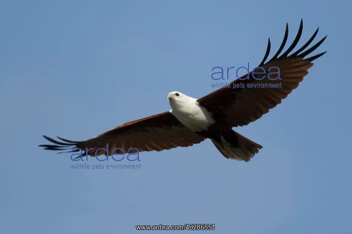 : 80201140 Brahminy Kite - in flight Gold Coast, Queensland : 80201140 Brahminy Kite - in flight Gold Coast, Queensland