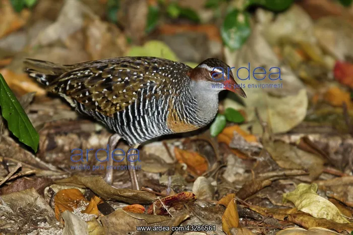 : 80201141 Buff-banded Rail - foraging on forest floor : 80201141 Buff-banded Rail - foraging on forest floor