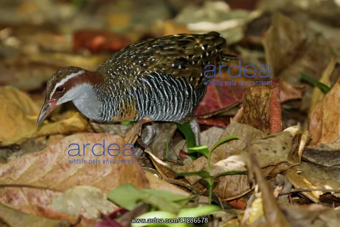 : 80201142 Buff-banded Rail - foraging on forest floor : 80201142 Buff-banded Rail - foraging on forest floor