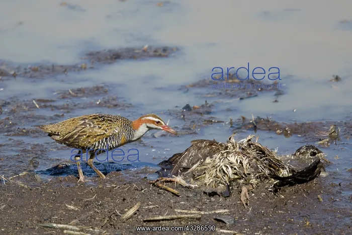 : 80201143 Buff-banded Rail - feeding at carrion Atherton : 80201143 Buff-banded Rail - feeding at carrion Atherton