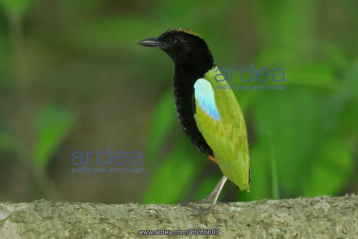 : 80201144 Rainbow Pitta - foraging on rainforest : 80201144 Rainbow Pitta - foraging on rainforest