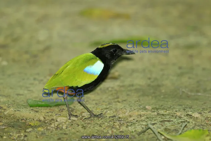 : 80201145 Rainbow Pitta - foraging on rainforest : 80201145 Rainbow Pitta - foraging on rainforest