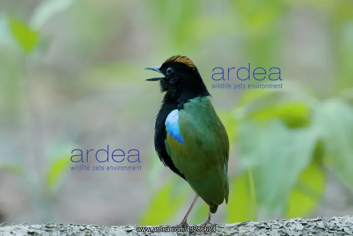 : 80201146 Rainbow Pitta - calling Howard Spring : 80201146 Rainbow Pitta - calling Howard Spring