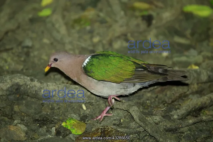 : 80201148 Emerald Dove - foraging on rainforest floor : 80201148 Emerald Dove - foraging on rainforest floor