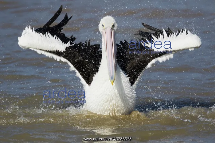 : 80201150 Australian Pelican - washing Cairns, Queensland : 80201150 Australian Pelican - washing Cairns, Queensland