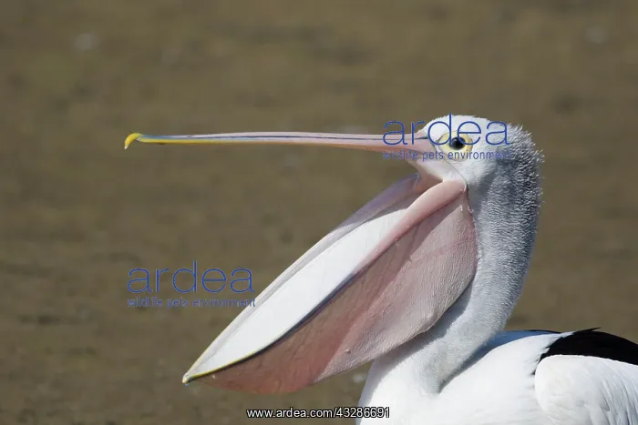 : 80201151 Australian Pelican - open bill Cairns : 80201151 Australian Pelican - open bill Cairns