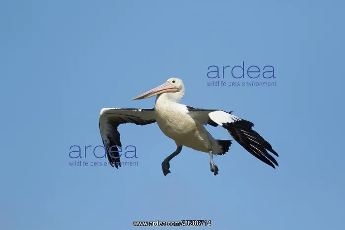 : 80201153 Australian Pelican - coming in to land : 80201153 Australian Pelican - coming in to land