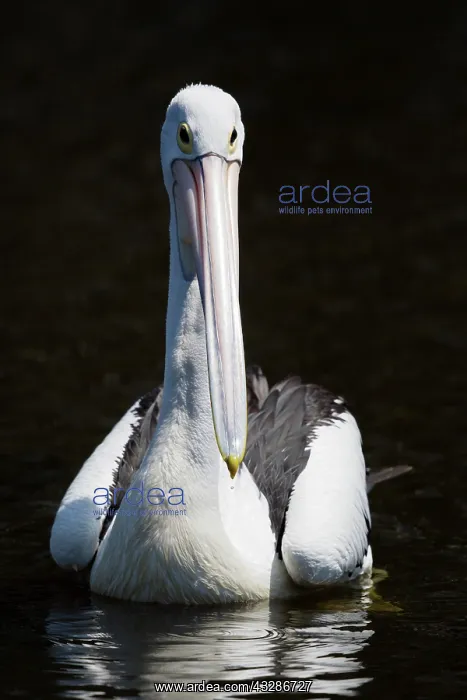 : 80201154 Australian Pelican Cairns, Queensland : 80201154 Australian Pelican Cairns, Queensland