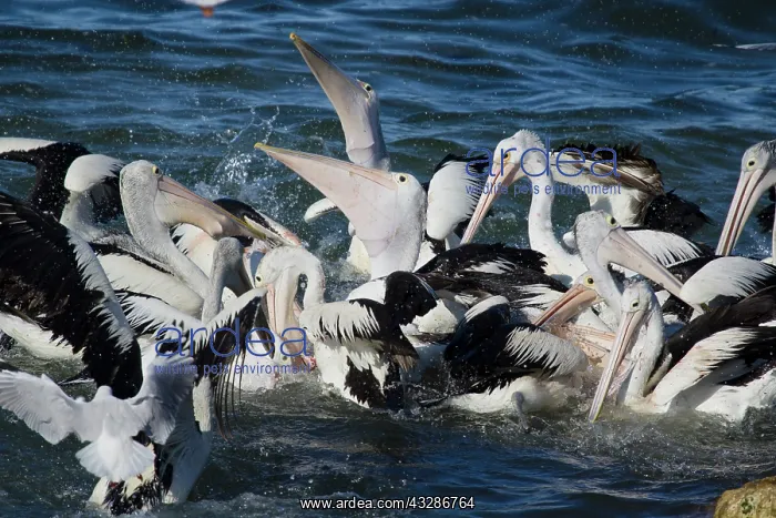 : 80201157 Australian Pelican - feeding frenzy Kangaroo : 80201157 Australian Pelican - feeding frenzy Kangaroo