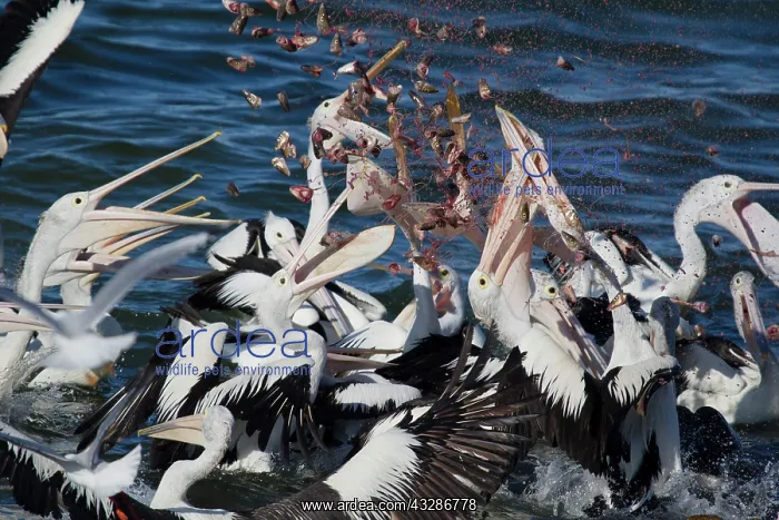 : 80201158 Australian Pelican - feeding frenzy Kangaroo : 80201158 Australian Pelican - feeding frenzy Kangaroo