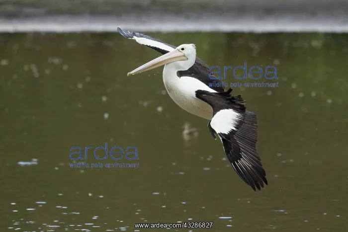 : 80201162 Australian Pelican - coming in to land : 80201162 Australian Pelican - coming in to land