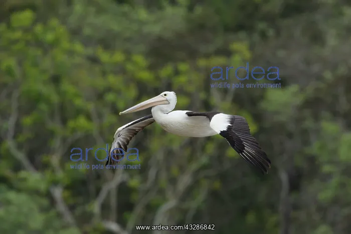  : 80201163 Australian Pelican - in flight Cairns