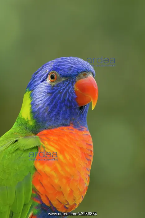 : 80201164 Rainbow Lorikeet Atherton Tablelands, Queensland : 80201164 Rainbow Lorikeet Atherton Tablelands, Queensland