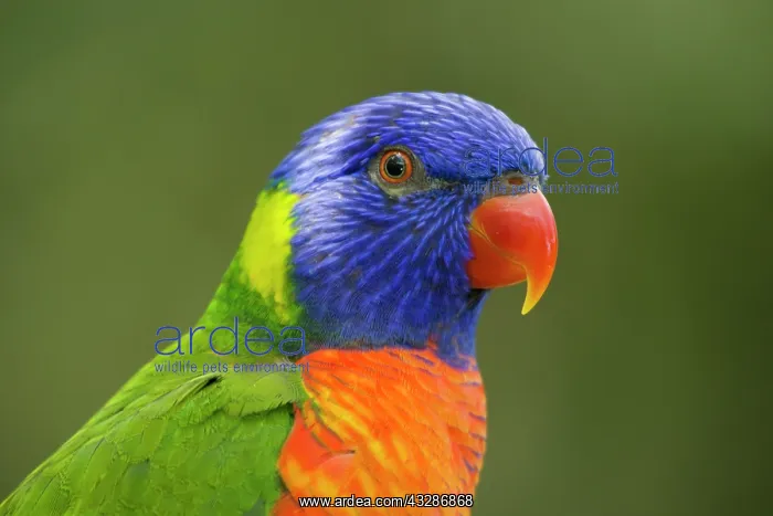 : 80201165 Rainbow Lorikeet Atherton Tablelands, Queensland : 80201165 Rainbow Lorikeet Atherton Tablelands, Queensland