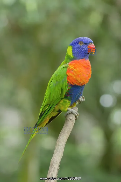: 80201166 Rainbow Lorikeet Atherton Tablelands, Queensland : 80201166 Rainbow Lorikeet Atherton Tablelands, Queensland