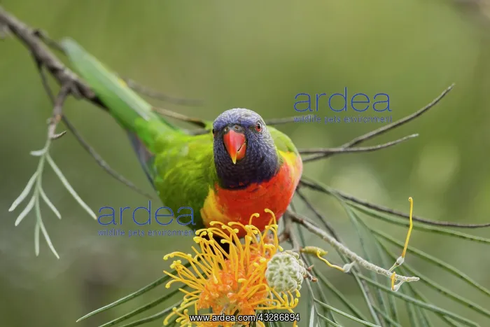 : 80201167 Rainbow Lorikeet - feeding on bottlebrush : 80201167 Rainbow Lorikeet - feeding on bottlebrush