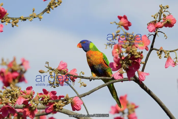  : 80201168 Rainbow Lorikeet - feeding on flowers Cairns