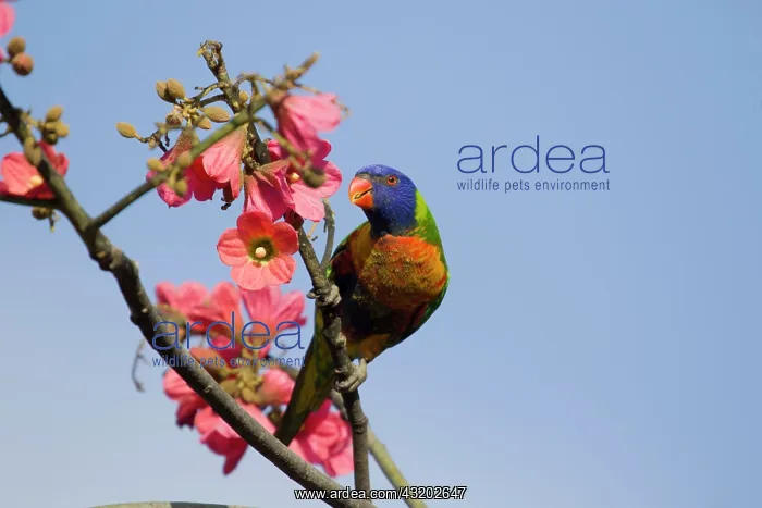 : 80201169 Rainbow Lorikeet - feeding on flowers Cairns : 80201169 Rainbow Lorikeet - feeding on flowers Cairns