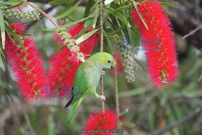 : 80201170 Purple-crowned Lorikeet - feeding on bottlebrush : 80201170 Purple-crowned Lorikeet - feeding on bottlebrush