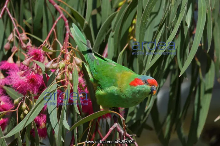 : 80201171 Musk Lorikeet - feeding on Eucalyptus flowers : 80201171 Musk Lorikeet - feeding on Eucalyptus flowers