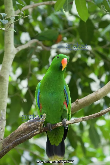 : 80201181 Eclectus Parrot - male Eclectus roratus : 80201181 Eclectus Parrot - male Eclectus roratus
