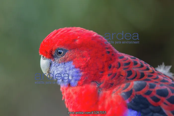 : 80201182 Crimson Rosella - close up Lamington National : 80201182 Crimson Rosella - close up Lamington National