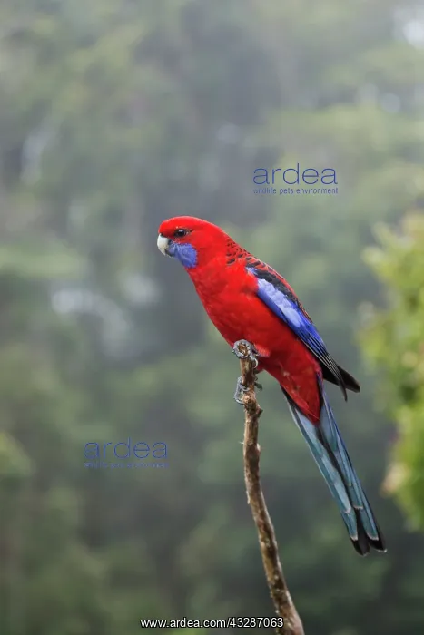 : 80201183 Crimson Rosella - in rainforest habitat : 80201183 Crimson Rosella - in rainforest habitat