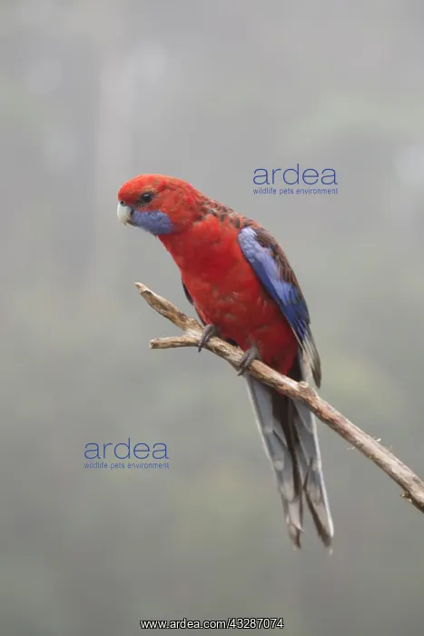 : 80201184 Crimson Rosella - in misty rainforest habitat : 80201184 Crimson Rosella - in misty rainforest habitat