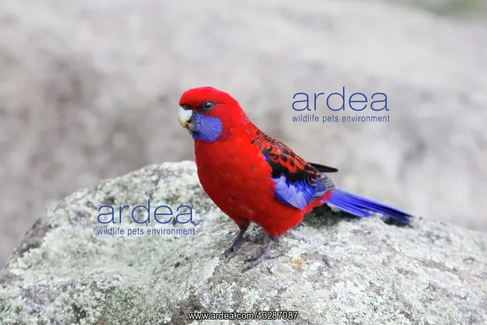 : 80201185 Crimson Rosella Lamington National Park : 80201185 Crimson Rosella Lamington National Park