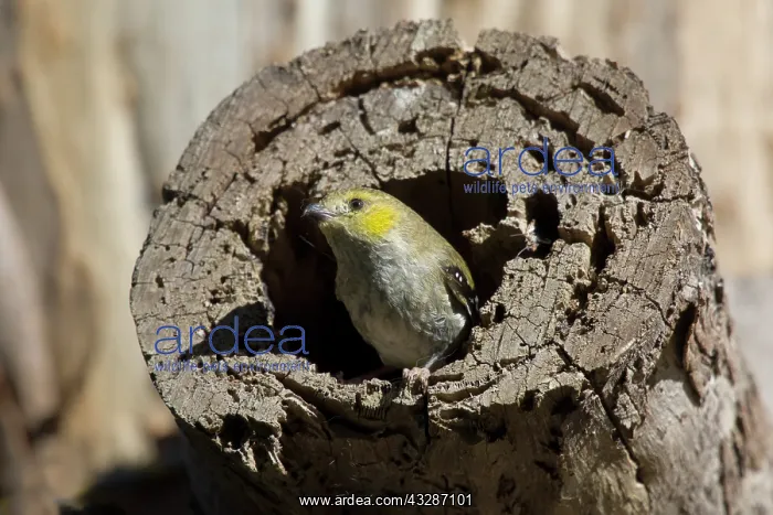  : 80201186 Forty Spotted Pardalote - emerging from