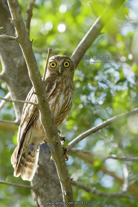 : 80201188 Barking Owl Kakadu National Park, Northern : 80201188 Barking Owl Kakadu National Park, Northern