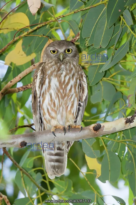 : 80201189 Barking Owl Kakadu National Park, Northern : 80201189 Barking Owl Kakadu National Park, Northern