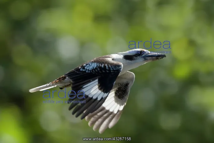 : 80201191 Laughing Kookaburra - in flight Cairns : 80201191 Laughing Kookaburra - in flight Cairns