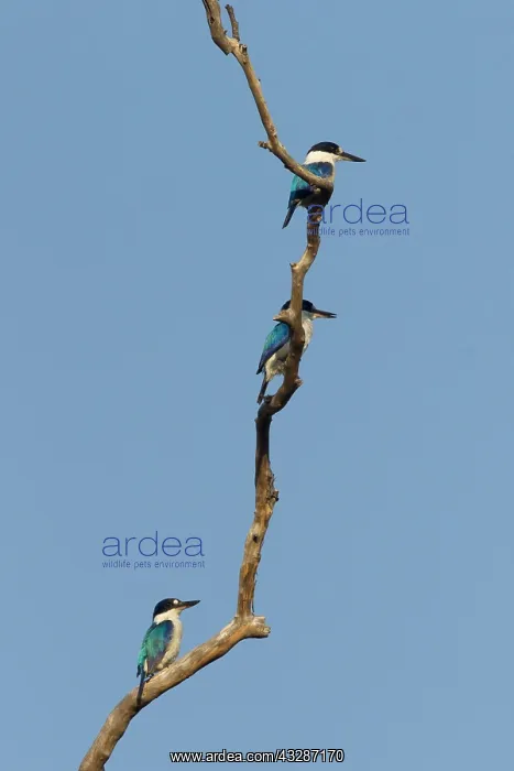  : 80201192 Forest Kingfisher - three on branch Kakadu