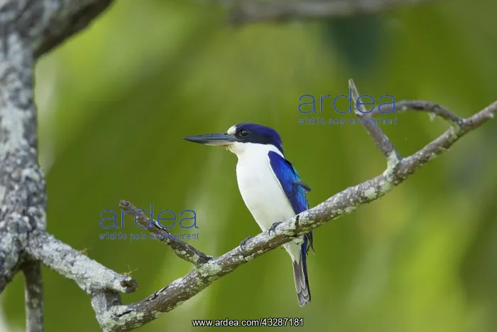: 80201193 Forest Kingfisher Daintree, Queensland : 80201193 Forest Kingfisher Daintree, Queensland