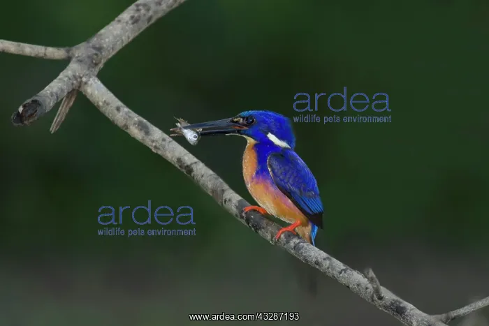 : 80201194 Azure Kingfisher - with fish Daintree : 80201194 Azure Kingfisher - with fish Daintree