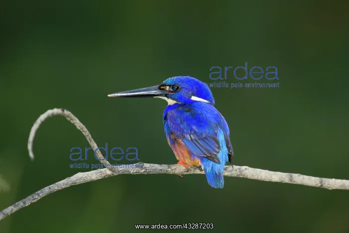 : 80201195 Azure Kingfisher Daintree, Queensland : 80201195 Azure Kingfisher Daintree, Queensland