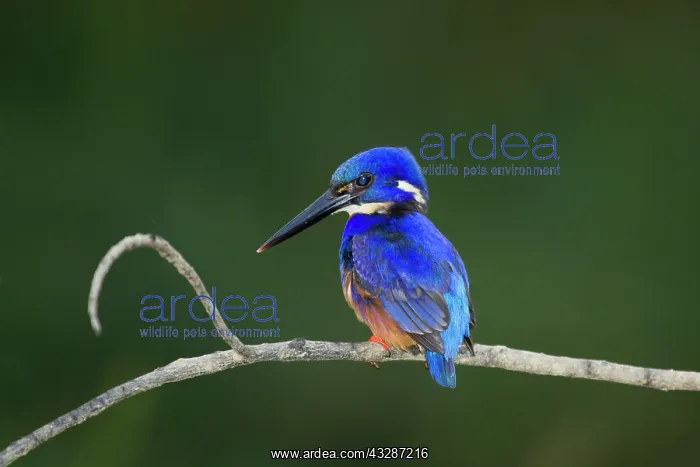 : 80201196 Azure Kingfisher Daintree, Queensland : 80201196 Azure Kingfisher Daintree, Queensland
