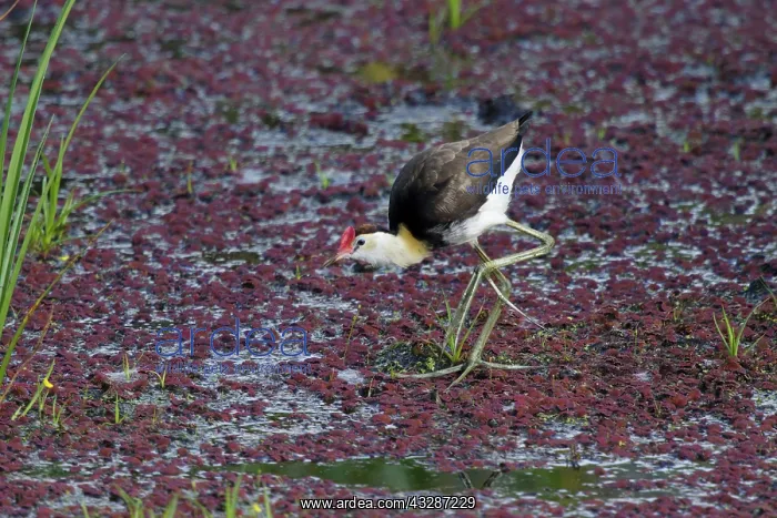: 80201197 Comb-crested Jacana Atherton Tablelands : 80201197 Comb-crested Jacana Atherton Tablelands
