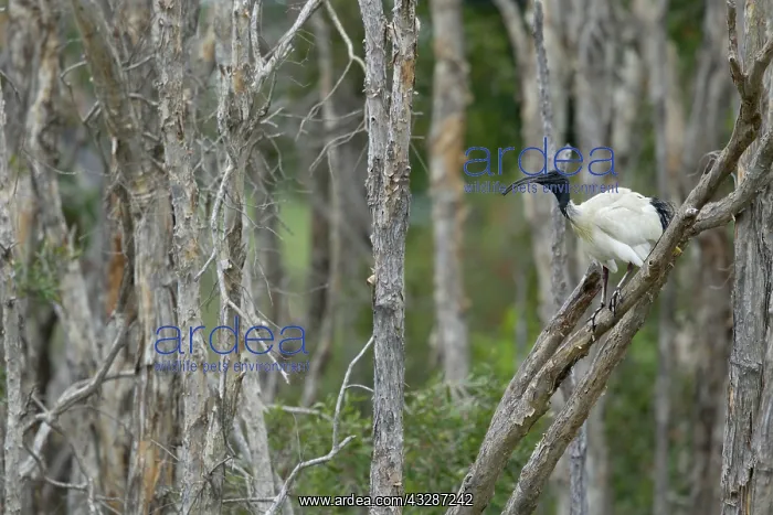 : 80201198 Australian White Ibis - on nesting grounds : 80201198 Australian White Ibis - on nesting grounds