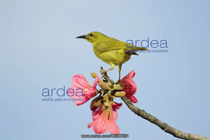 : 80201199 Yellow Honeyeater Cairns, Queensland, Australia : 80201199 Yellow Honeyeater Cairns, Queensland, Australia