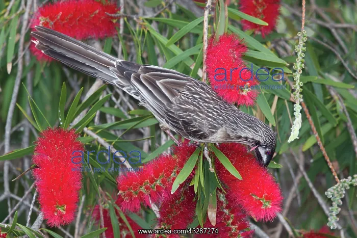 : 80201201 Red Wattlebird - feeding on Bottlebrush : 80201201 Red Wattlebird - feeding on Bottlebrush