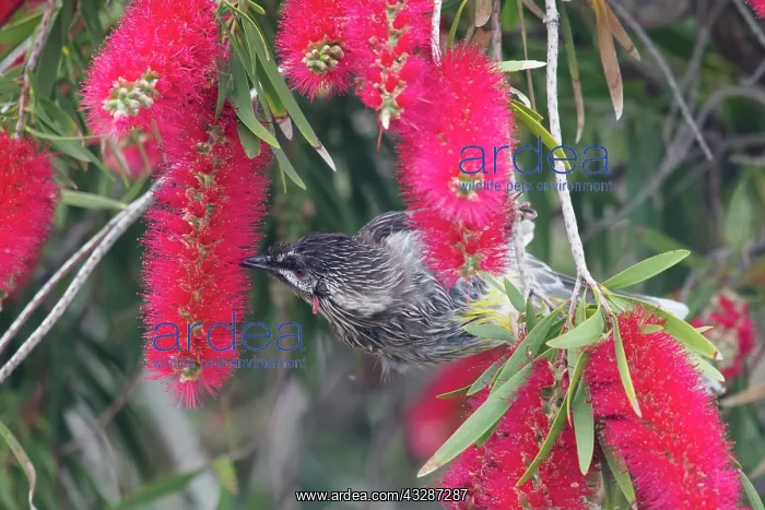 : 80201202 Red Wattlebird - feeding on Bottlebrush : 80201202 Red Wattlebird - feeding on Bottlebrush
