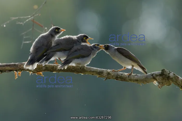 : 80201203 Noisy Miner - Parent feeding three fledglings : 80201203 Noisy Miner - Parent feeding three fledglings