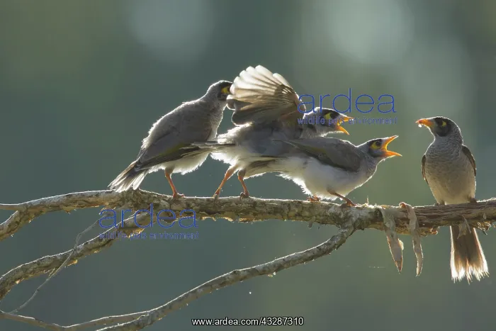: 80201204 Noisy Miner - Parent feeding three fledglings : 80201204 Noisy Miner - Parent feeding three fledglings