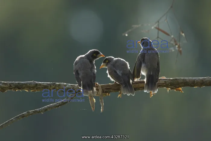 : 80201205 Noisy Miner - three fledglings backlit : 80201205 Noisy Miner - three fledglings backlit